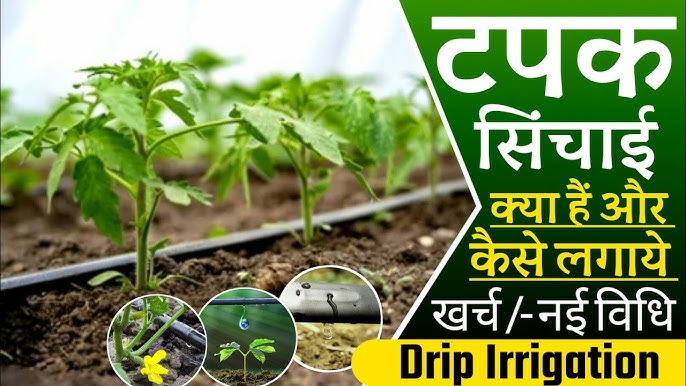 ड्रिप सिंचाई क्या है | Drip Irrigation in Hindi | ड्रिप सिंचाई प्रणाली के बारे में जानकारी