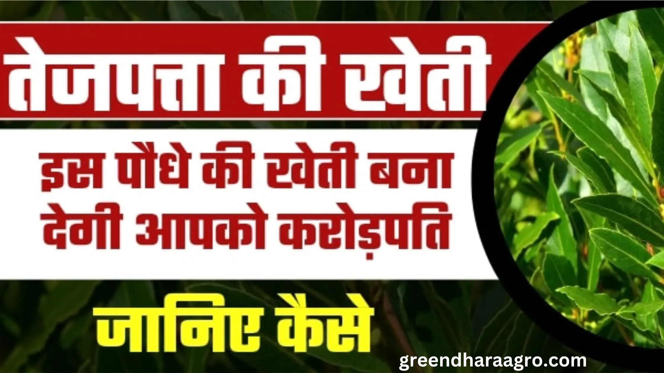 तेजपत्ता की खेती कैसे करे | Bay Leaf Farming in Hindi