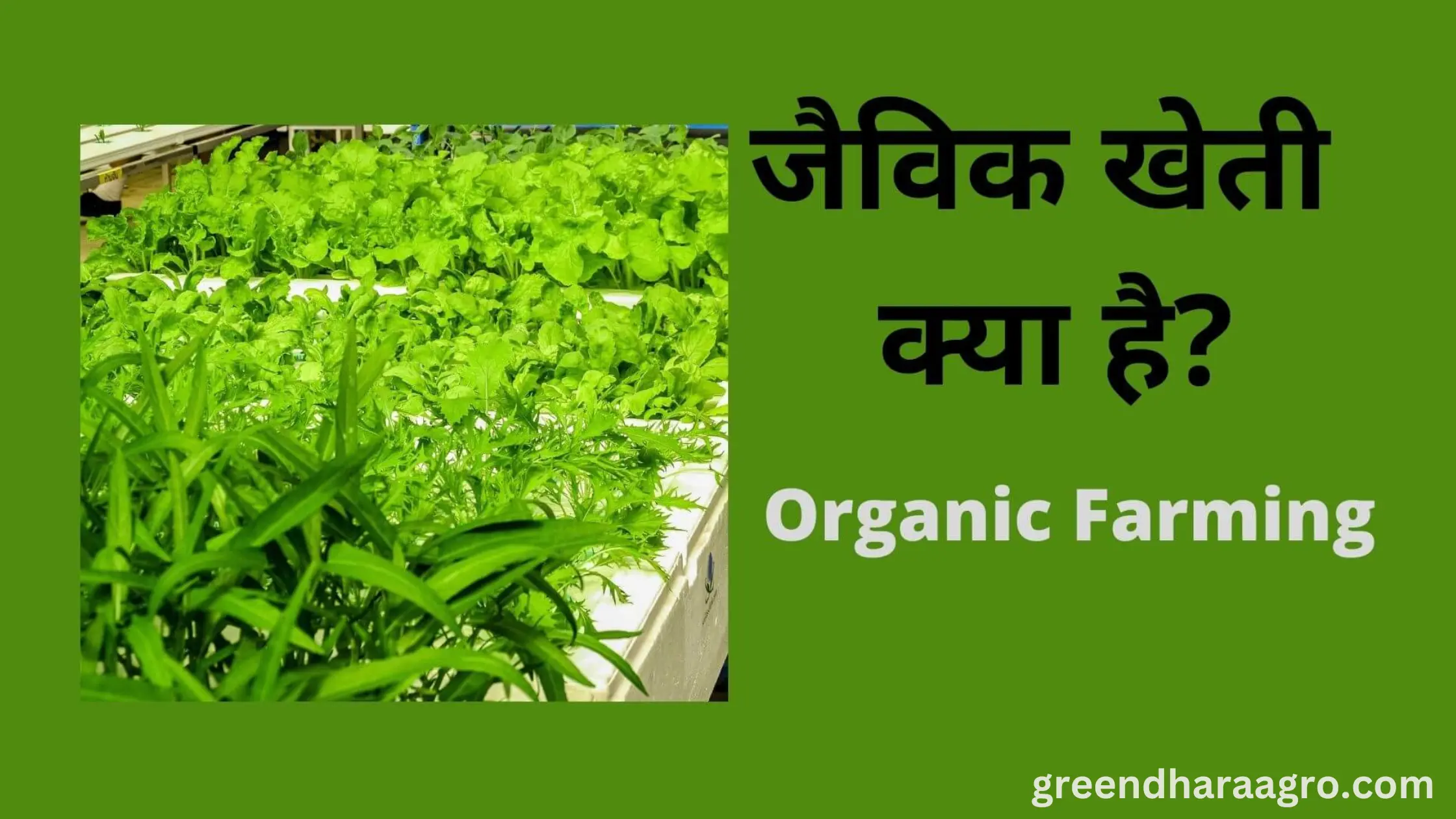 ऑर्गेनिक खेती क्या होती है | ऑर्गेनिक या जैविक खेती कैसे करे | Organic Farming in Hindi