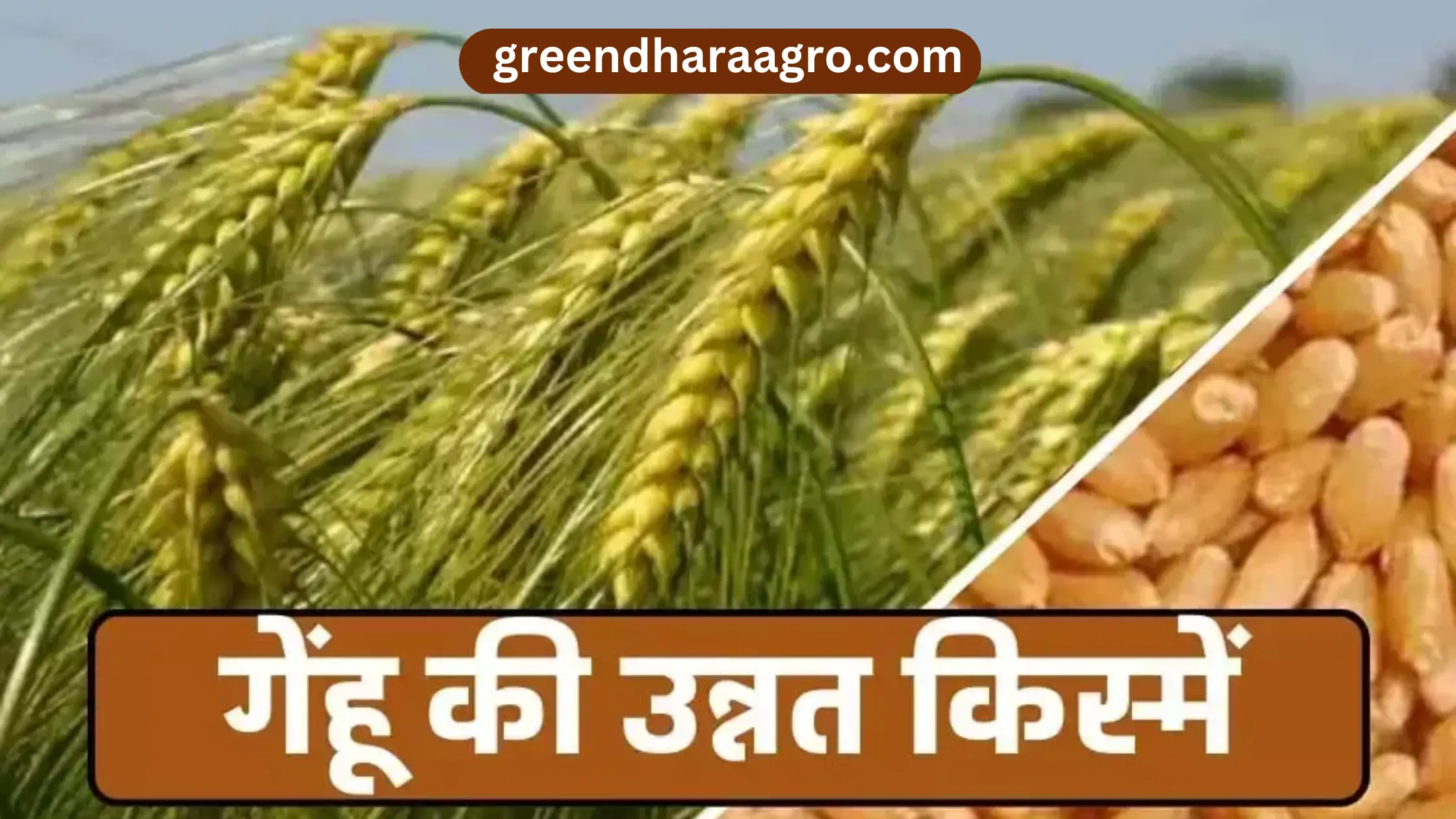 गेहूं की उन्नत किस्में | Types of Wheat Grains, Varieties of Wheat in Hindi