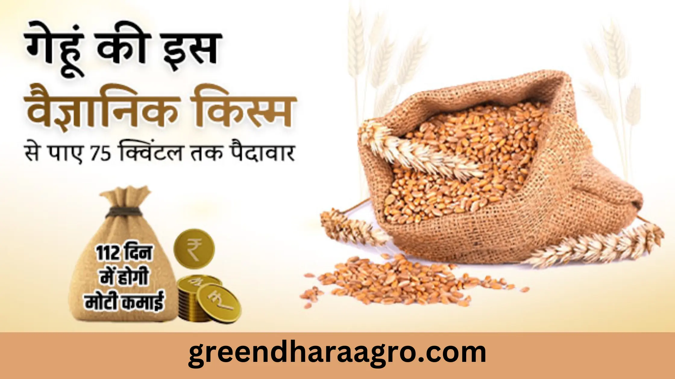 गेहूं की उन्नत किस्में | Types of Wheat Grains, Varieties of Wheat in Hindi