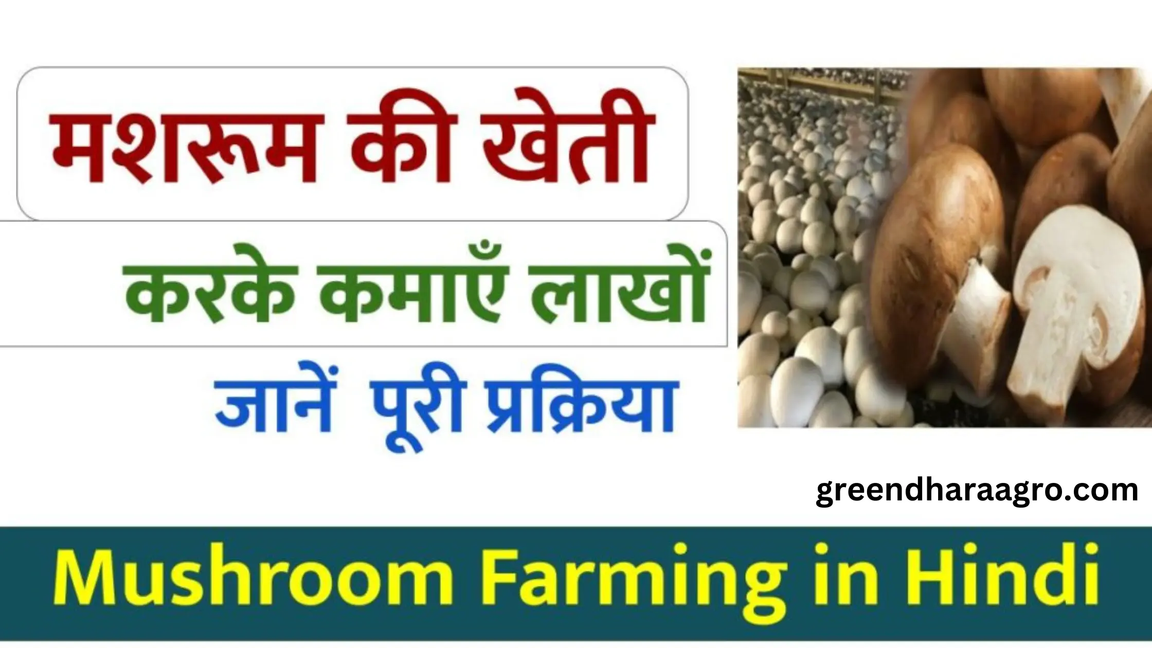 मशरूम की खेती कैसे होती है | Mushroom Farming in Hindi | Mushroom Price