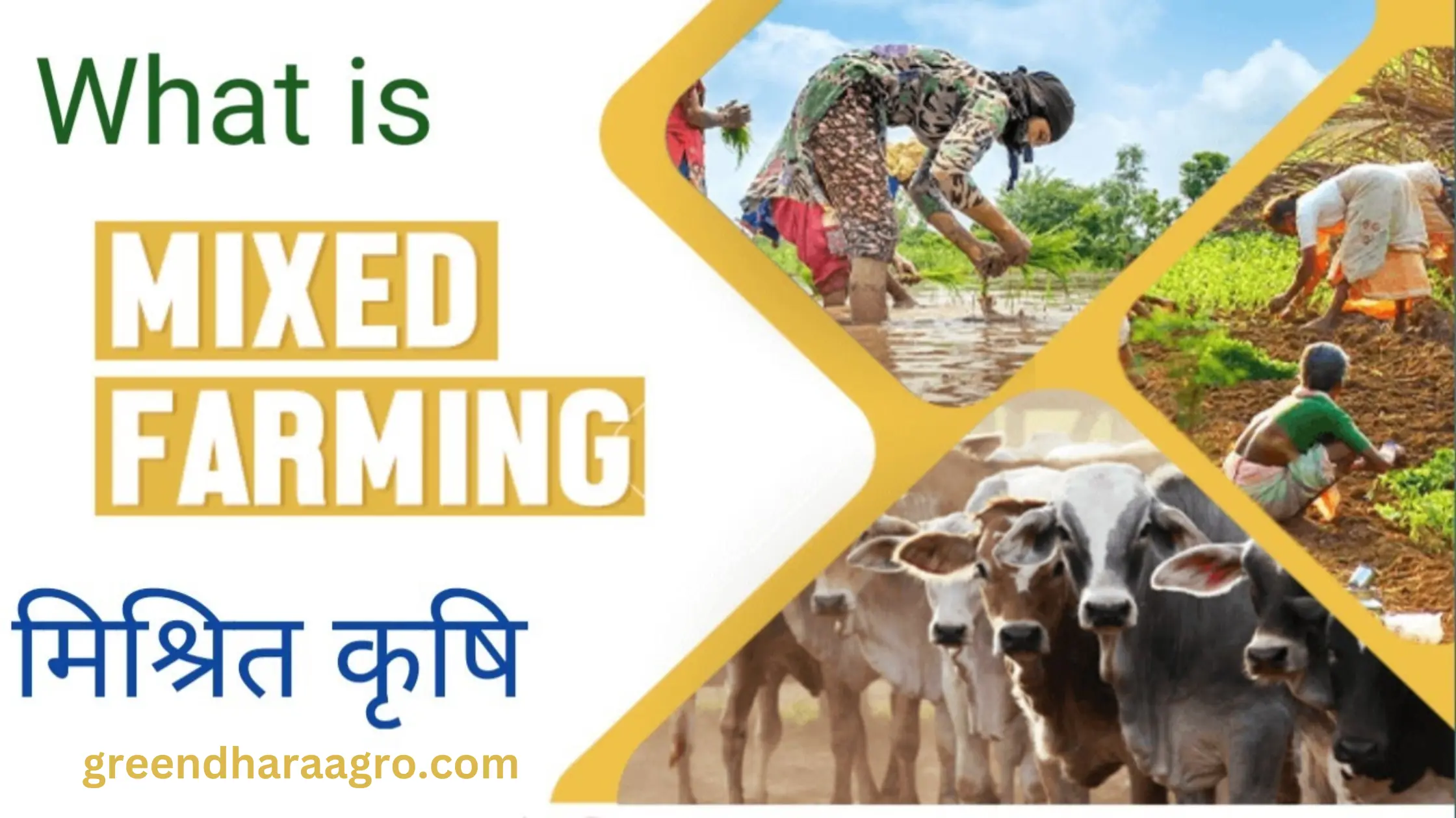 मिश्रित खेती क्या है | Mixed Farming in Hindi – मिश्रित खेती के प्रकार, लाभ व उद्धरण