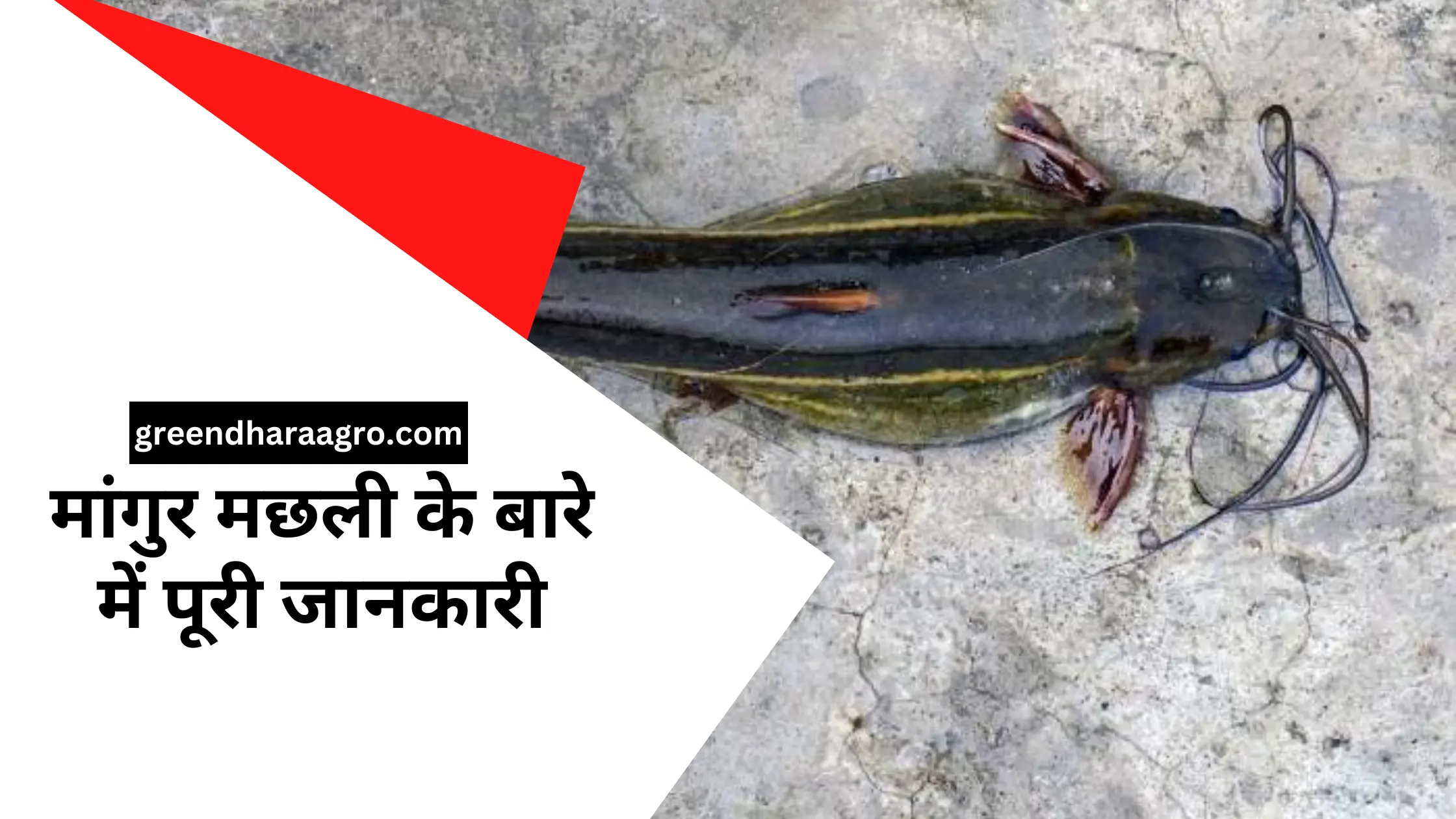 Magur Fish In Hindi | मांगुर मछली क्या है?