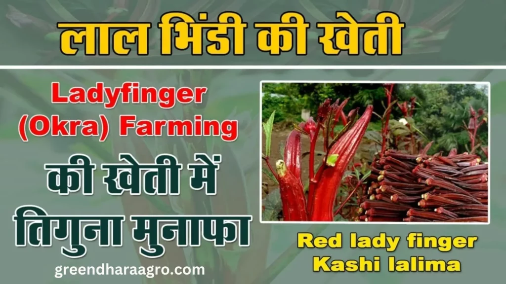 lal bhindi farming ideas in hindi
