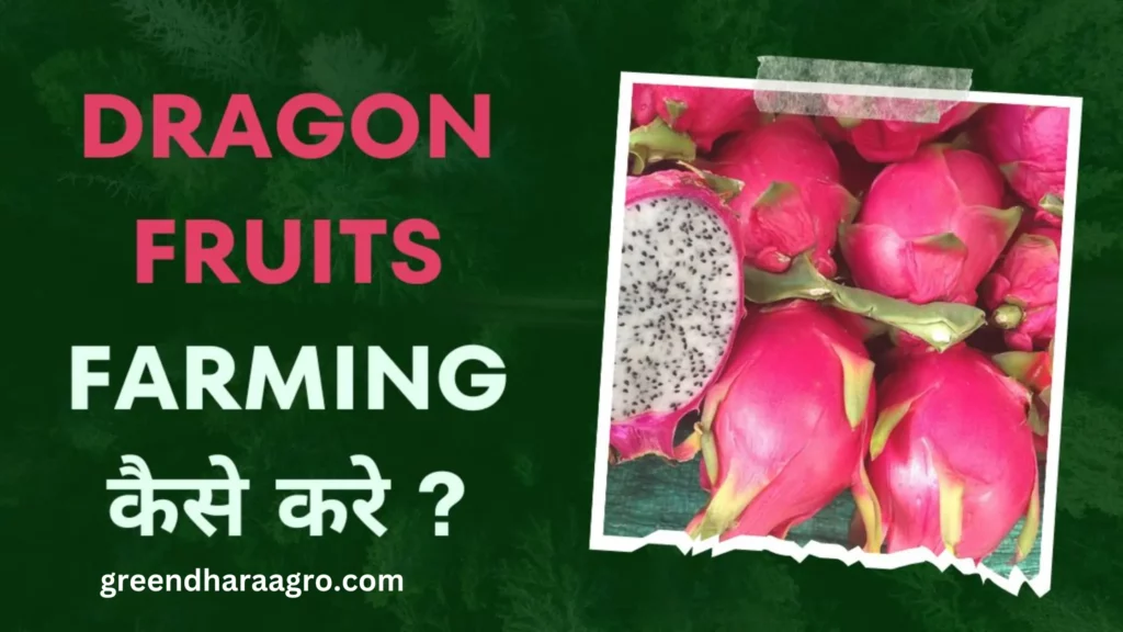 Dragon Fruit Farming In Hindi