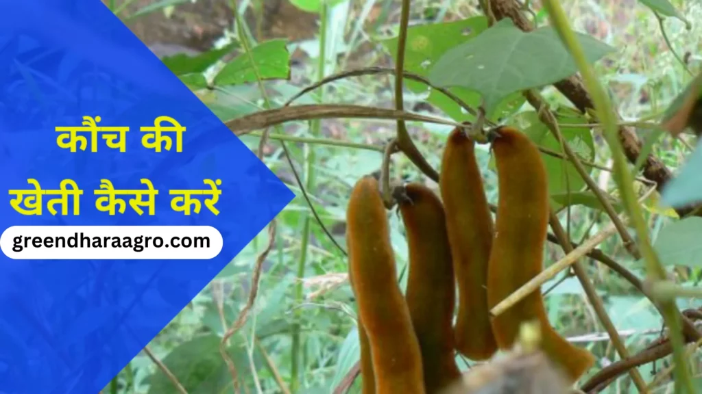 Kaunch Farmings In Hindi
