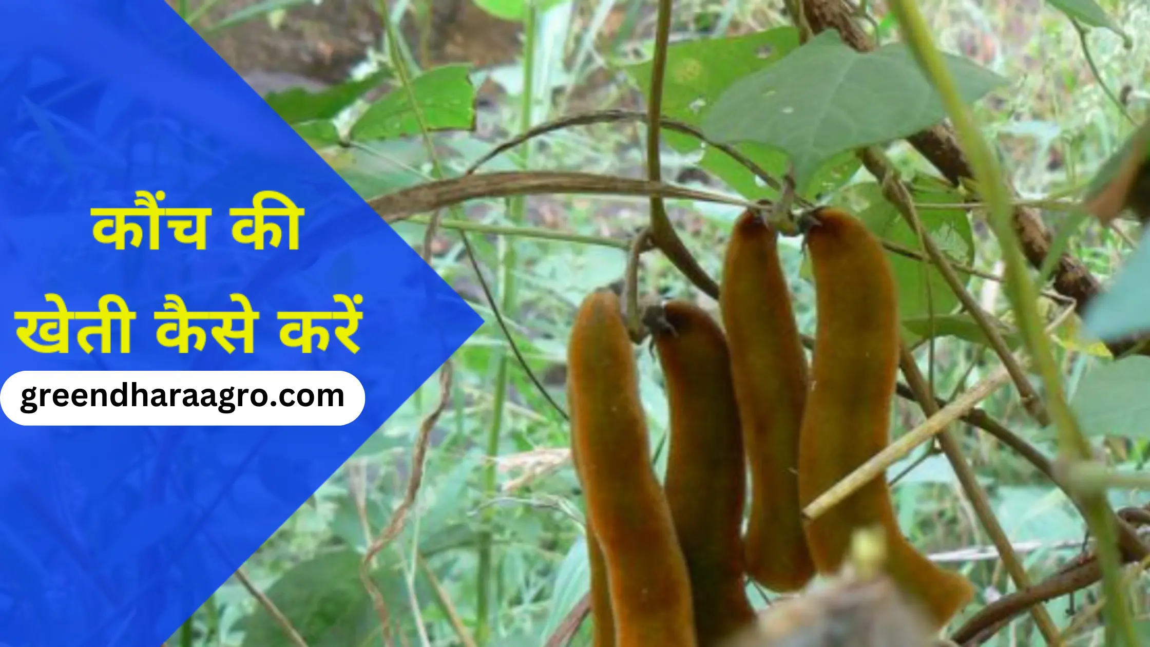 कौंच बीज की खेती कैसे करें | Kaunch Farming in Hindi | कौंच बीज का भाव