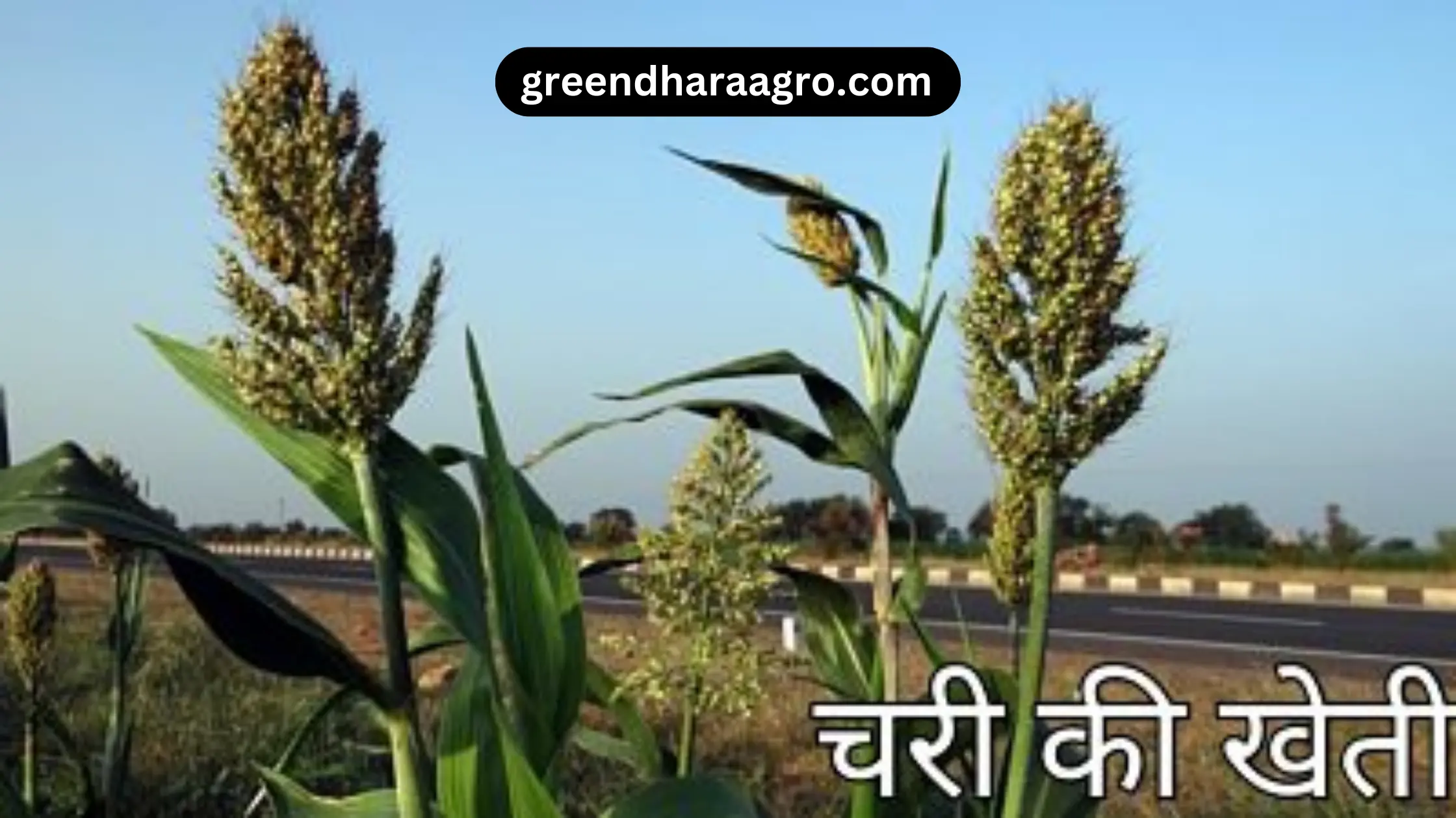 ज्वार की खेती कैसे करे | Sorghum Farming in Hindi | ज्वार की उन्नत किस्में