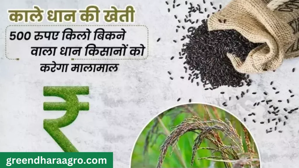 Black Rice Benefits In Hindi