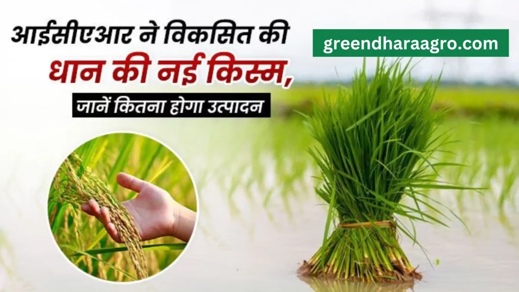 Black Rice farming ideas in hindi