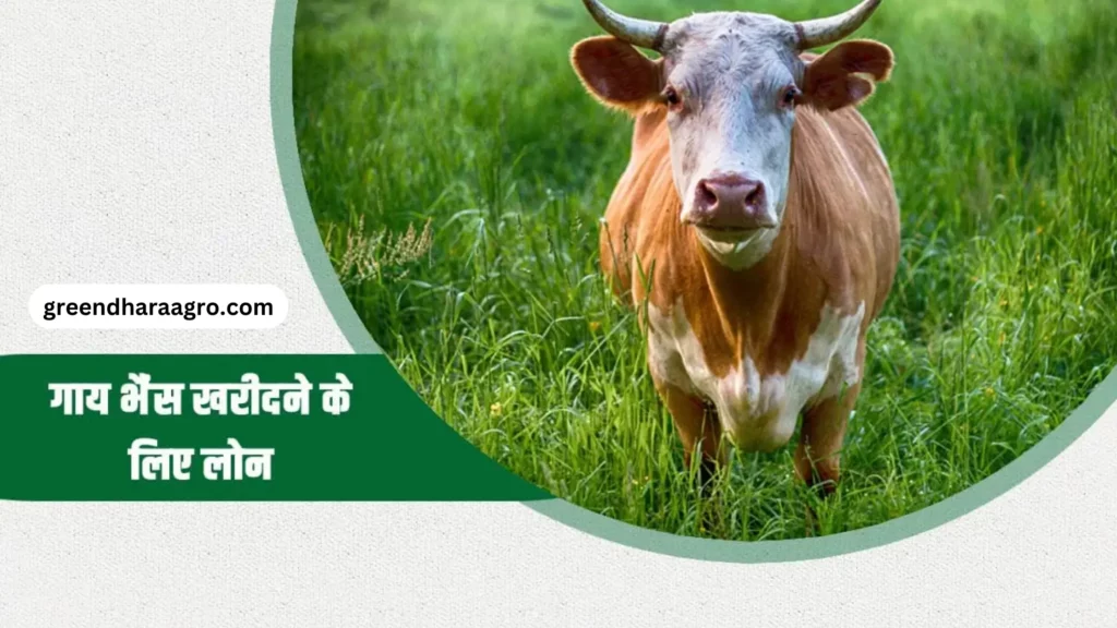 Cow Buffalo Buying loan ki puri jankari hindi me