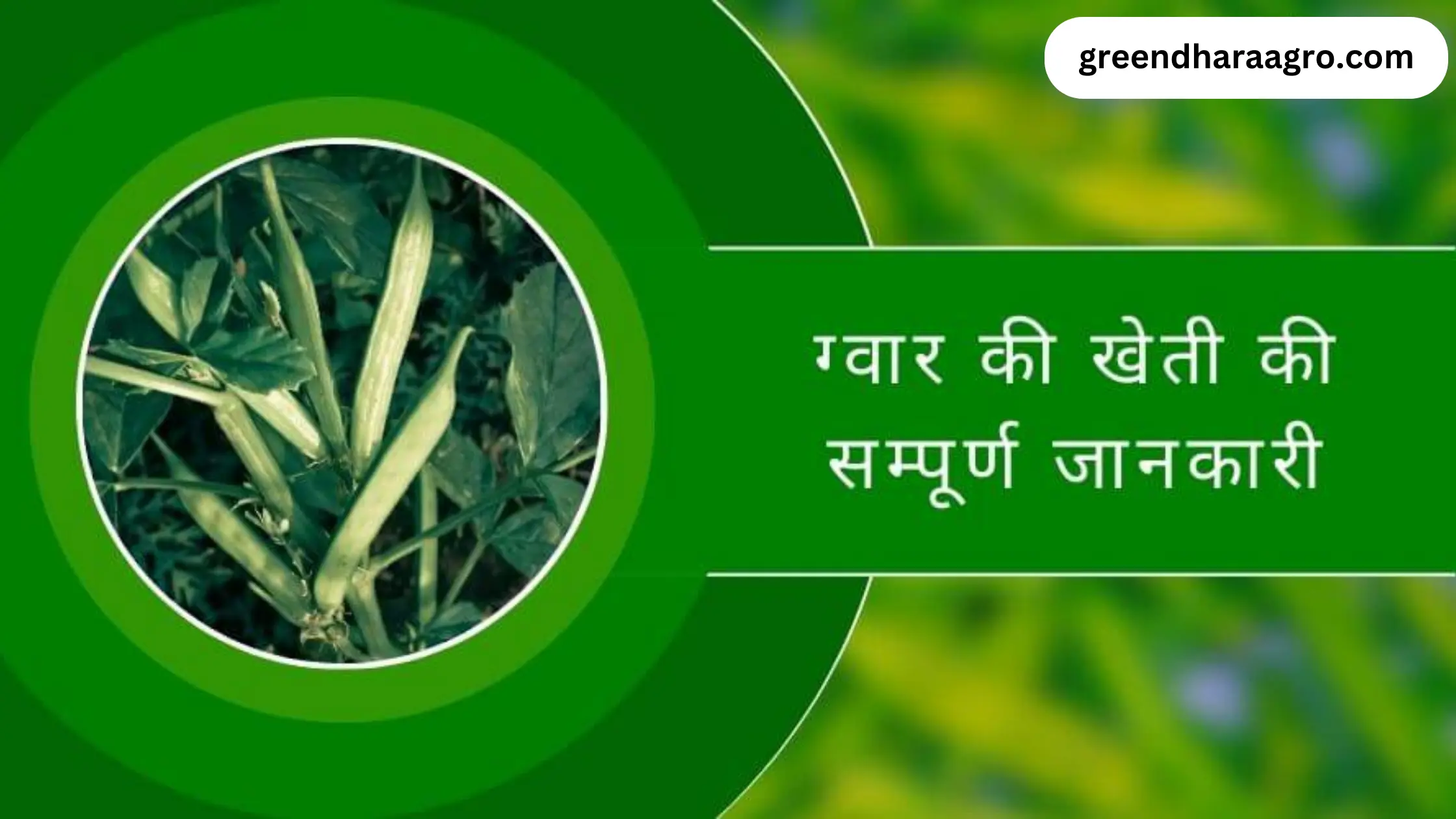 ग्वार की खेती कैसे करें | Guar Cultivation in Hindi | ग्वार की कीमत
