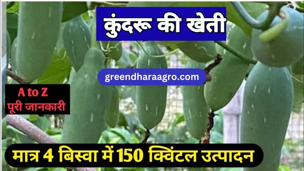 Kundru Cultivation in hindi