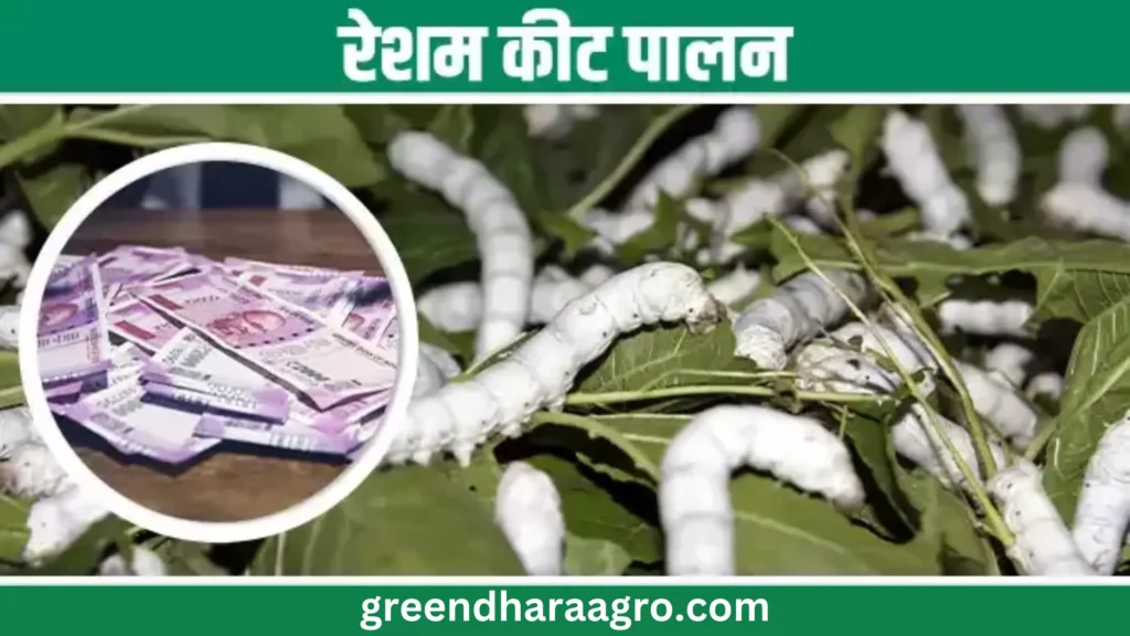 Silk Farming In Hindi