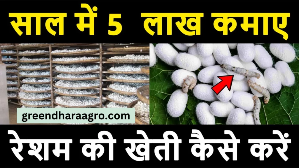 Silk Farming ke bare me puri jankari hindi me