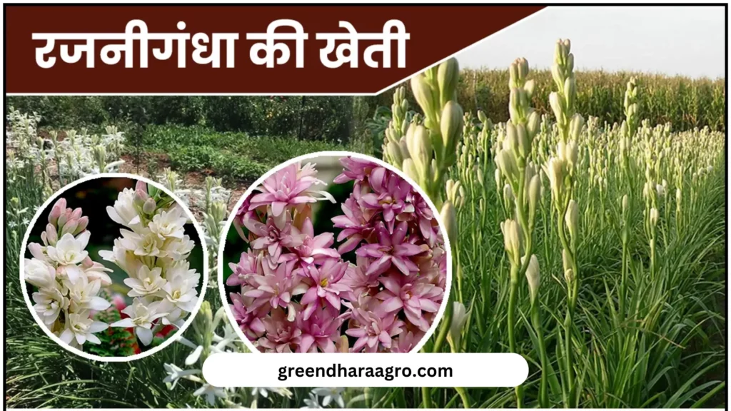Tuberose Farming In Hindi