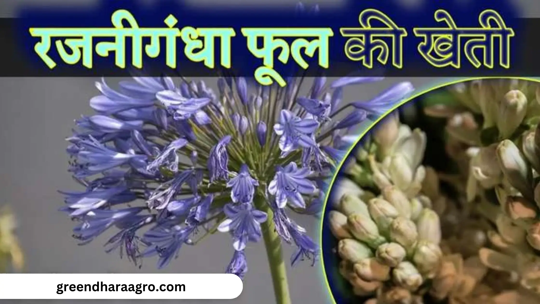 रजनीगंधा की खेती कैसे करें | Tuberose Farming in Hindi | रजनीगंधा फूलों की कीमत