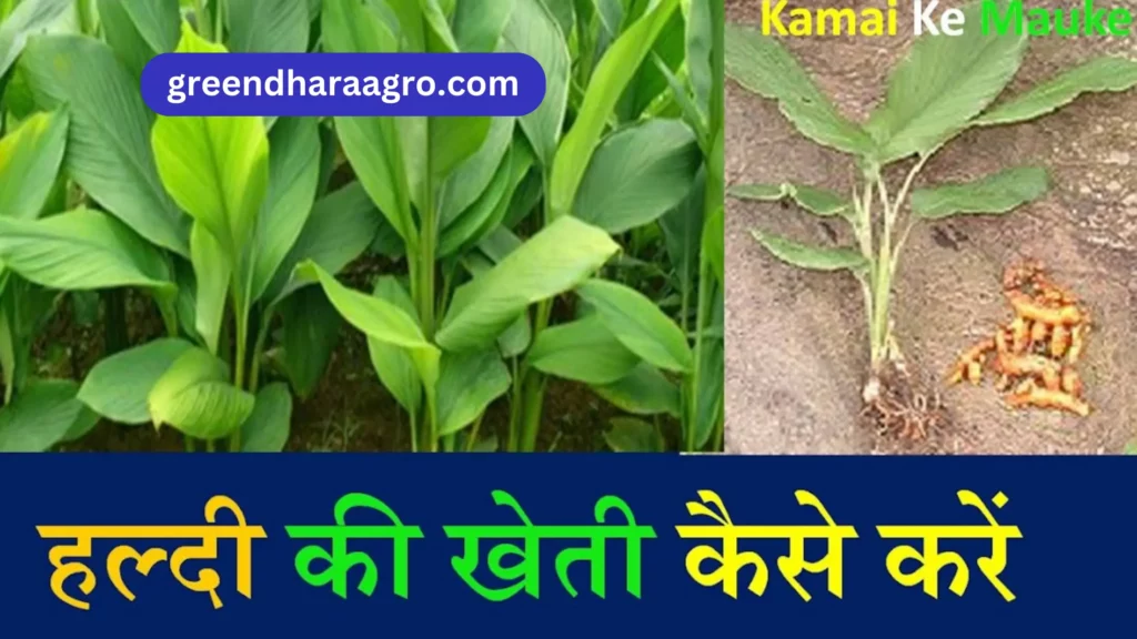 Turmeric Crop farming in hindi