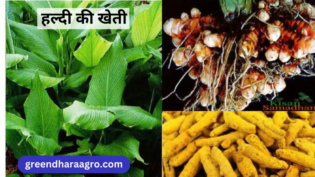 Turmeric Crop farming kaise kare puri jankari hindi me