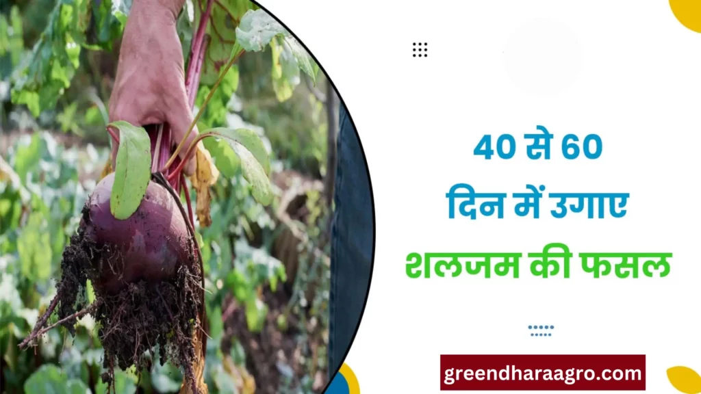 Turnip Farming kaise kare in hindi