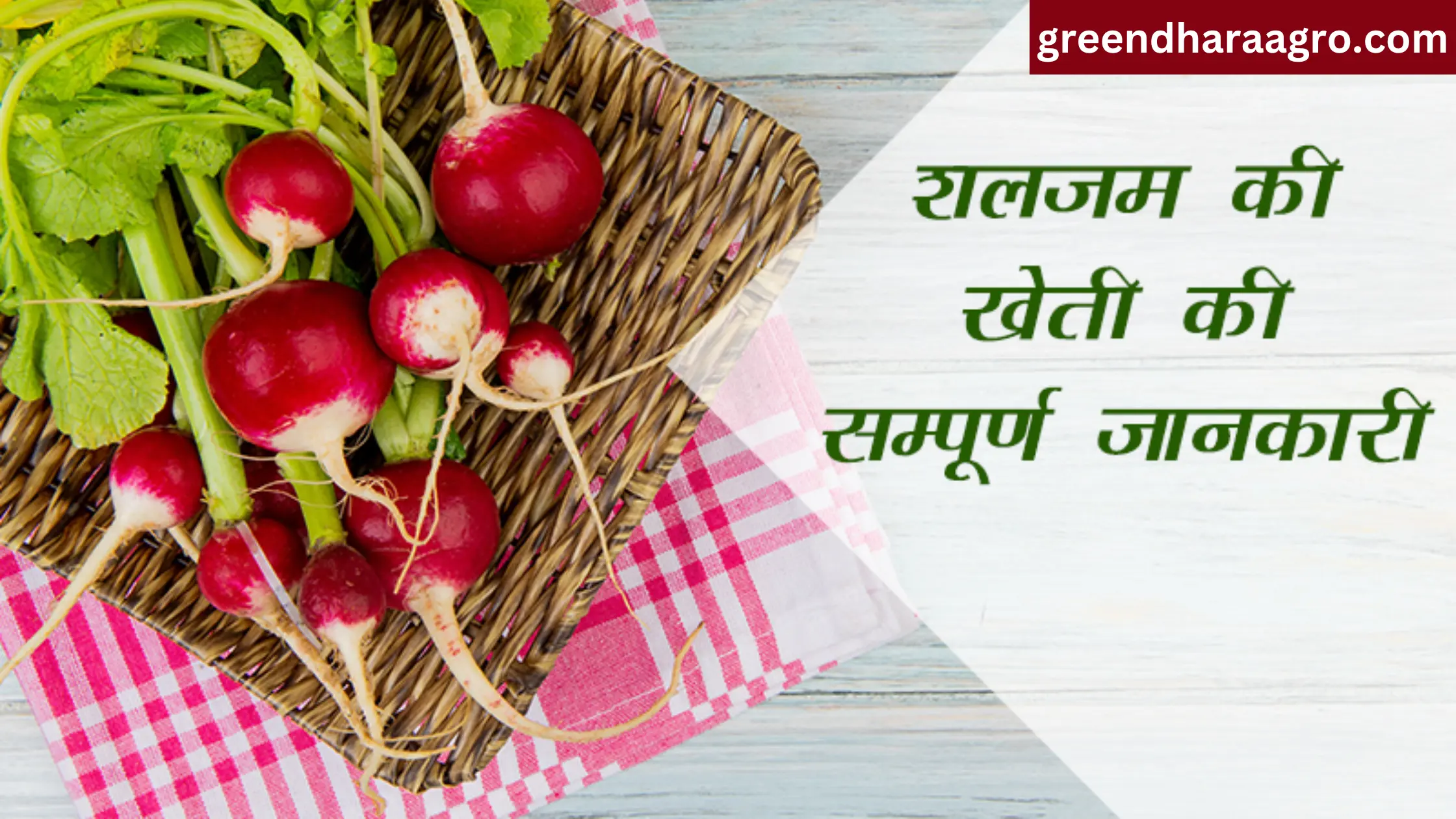 शलजम की खेती कैसे करे | Turnip Farming in Hindi | शलगम खाने के क्या फायदे हैं?