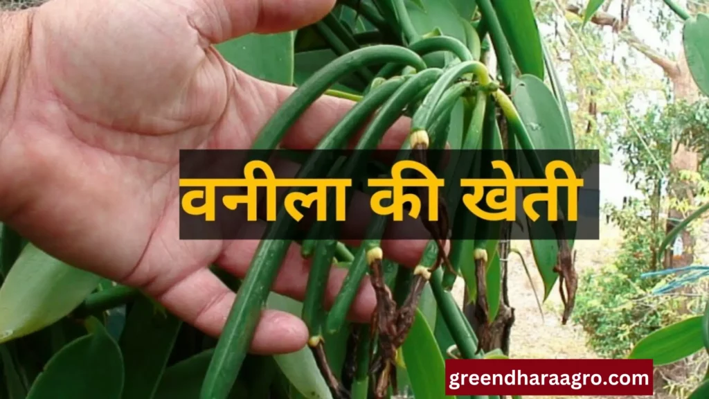 Vanilla Farming In Hindi