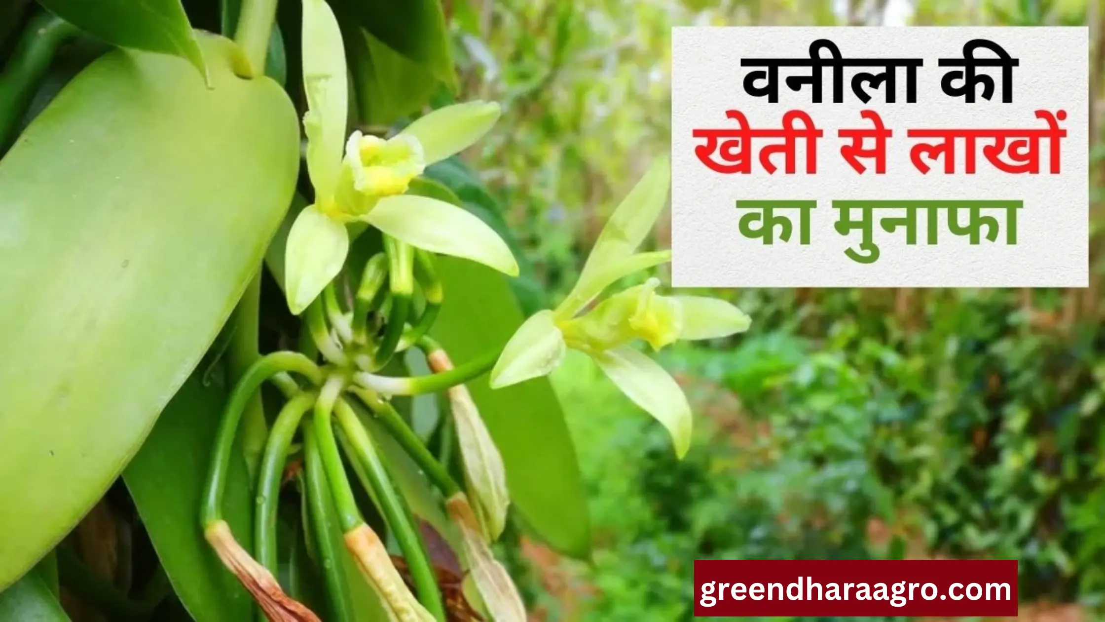 वनीला की खेती कैसे करे | Vanilla Farming in Hindi | वनीला का बीज कहां मिलता है
