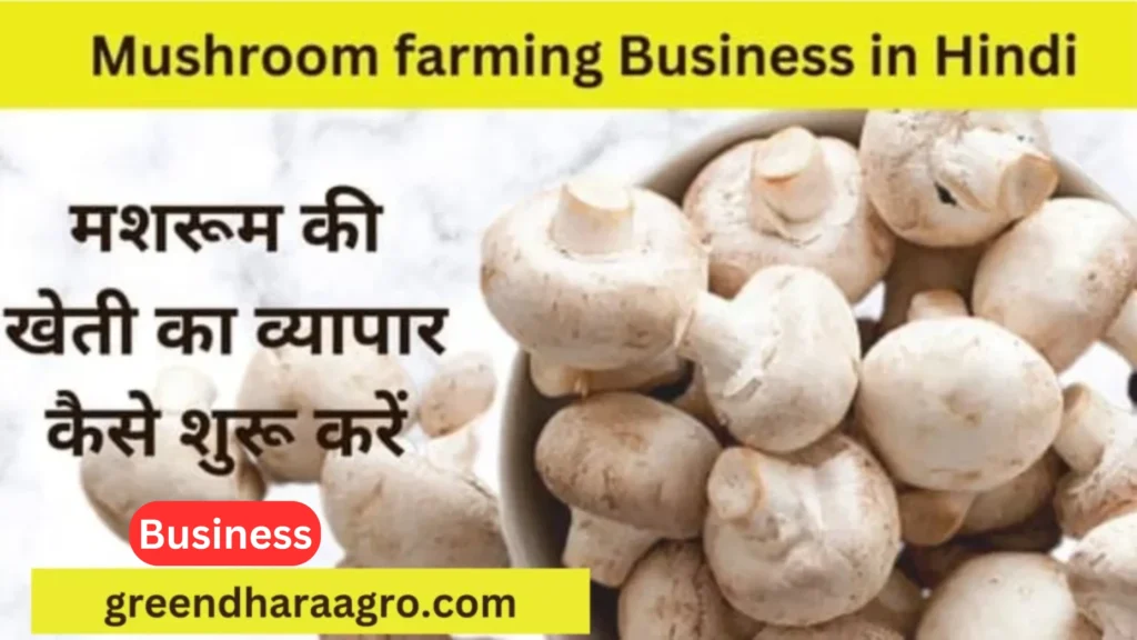 मशरूम की खेत