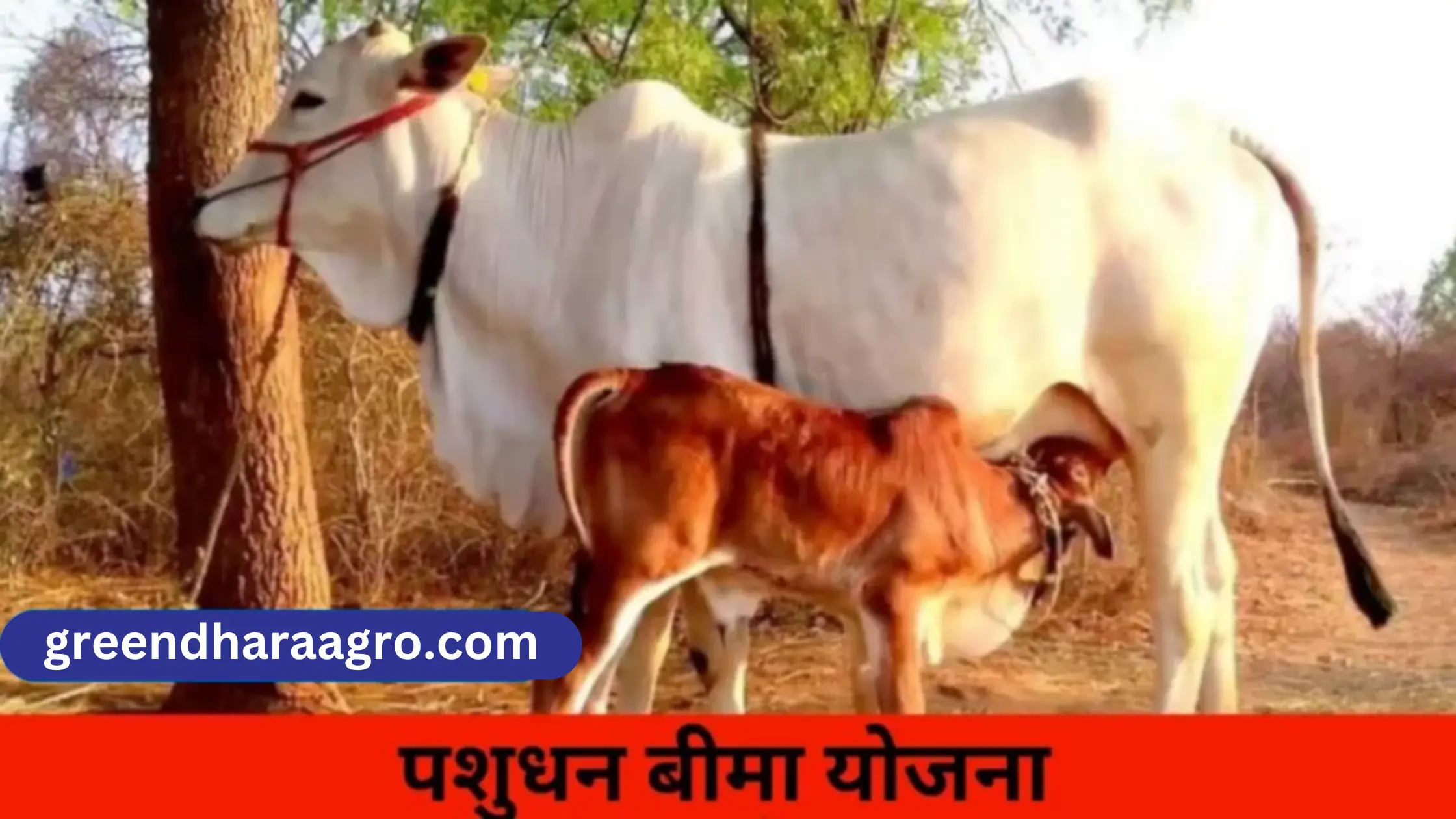 Pashudhan Bima yojana in hindi