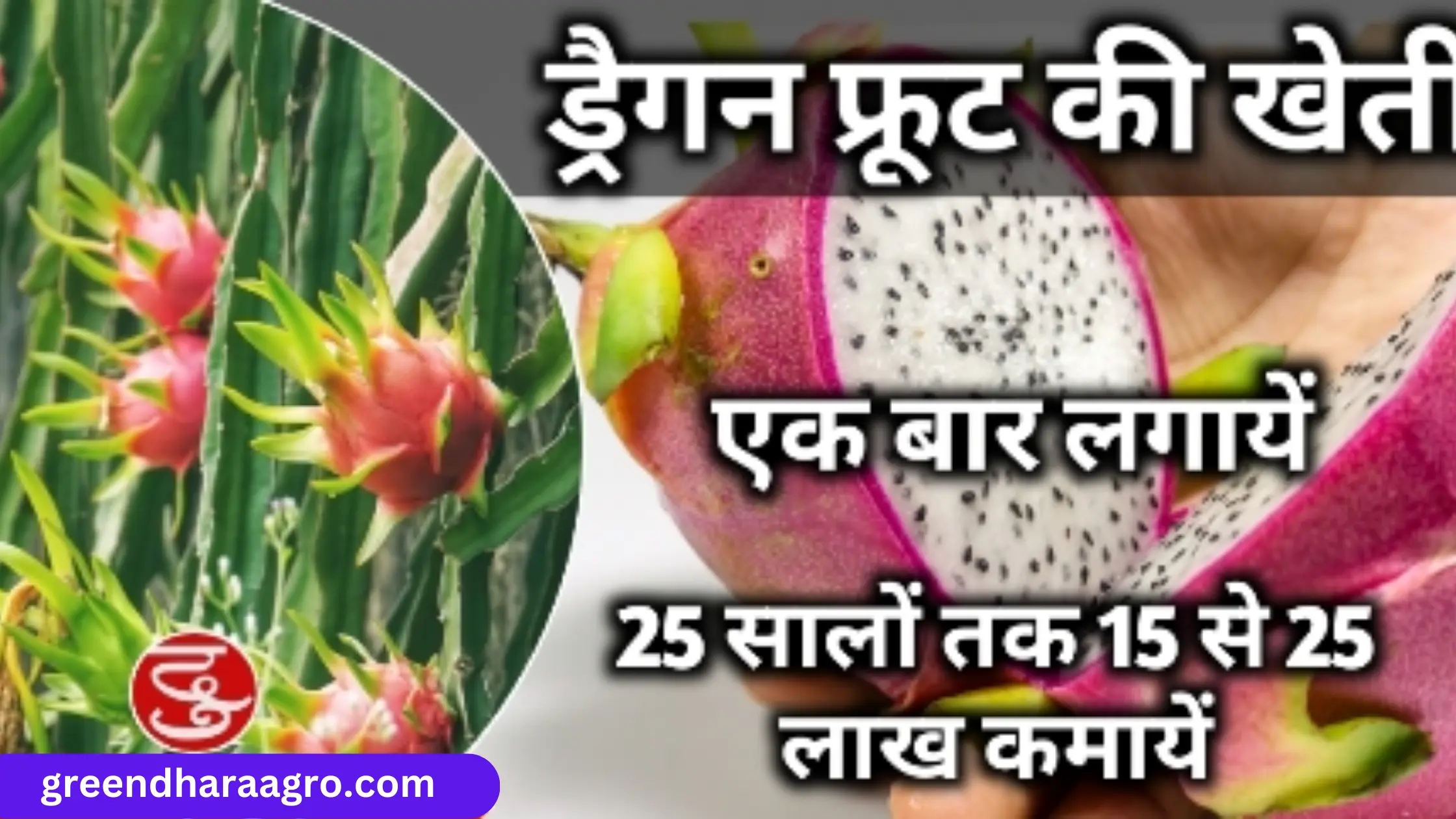 Dragon Fruit Farming Kaise Kare