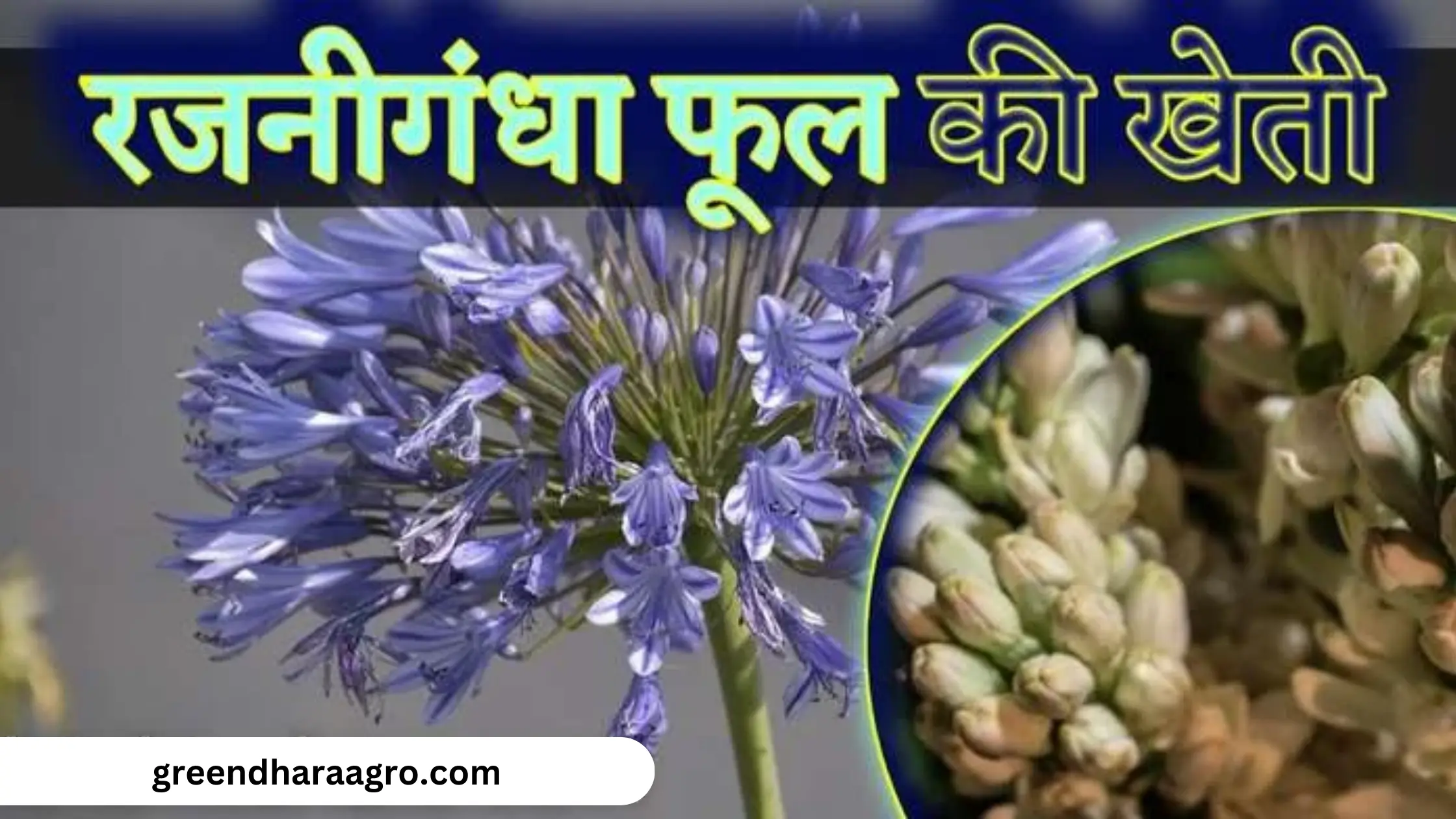 rajnigandha ki kheti ki puri jankari hindi me