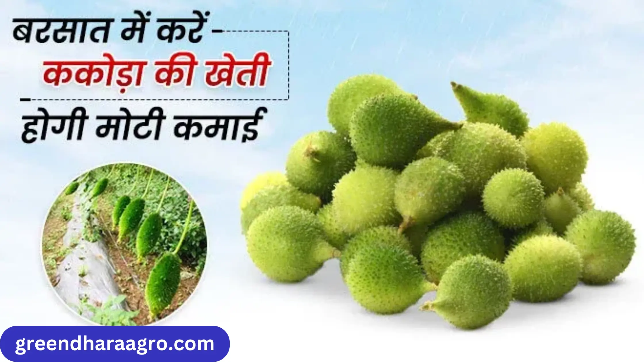 kantola farming in hindi